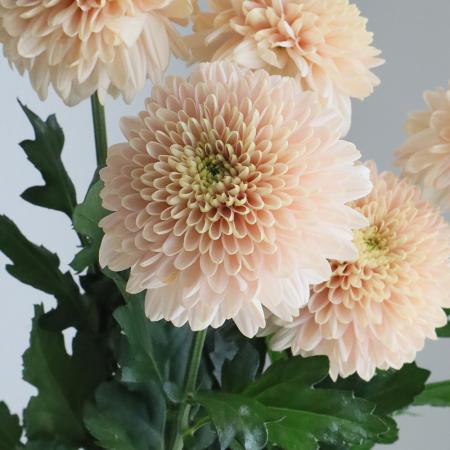 【生花】デコラマム オペラベージュ ■届日限定：12/20-30：JFDお正月[10本]