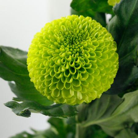 【生花】ピンポンマム（緑）クローク、フィーリンググリーンなど ■届日限定：12/20-30：JFDお正月[10本]