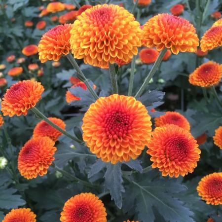 【生花】スプレーマム ファイヤーボール ■届日限定：12/20-30：JFDお正月[10本]