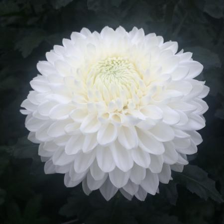 【生花】デコラマム サイレント（白） ■届日限定：12/20-30：JFDお正月[10本]