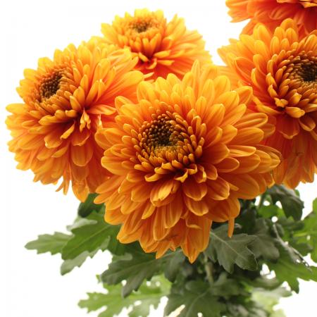 【生花】デコラマム ウィレムオレンジ ■届日限定：12/20-30：JFDお正月[10本]