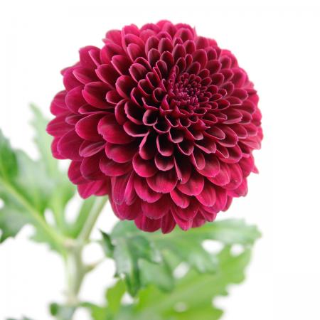 【生花】ピンポンマム（紫）ミッドナイトパープル、ロリポップパープルなど ■届日限定：12/20-30：JFD..