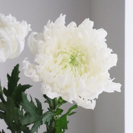 【生花】デコラマム アインシュタイン（白） ■届日限定：12/20-30：JFDお正月[10本]