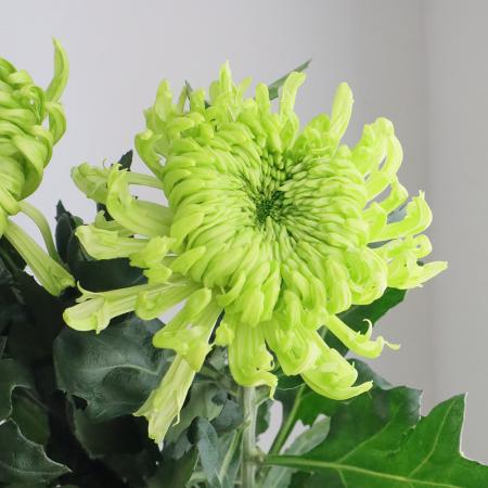 【生花】デコラマム スケーター（緑） ■届日限定：12/20-30：JFDお正月[10本]