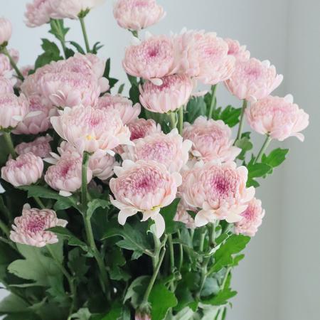 【生花】スプレーマム ヌーボ(ベージュピンク系） ■届日限定：12/20-30：JFDお正月[10本]