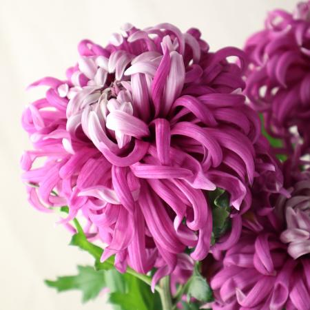 【生花】デコラマム マノア（ピンク系） ■届日限定：12/20-30：JFDお正月[10本]