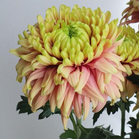 【生花】デコラマム サントル（アプリコット系） ■届日限定：12/20-30：JFDお正月[10本]