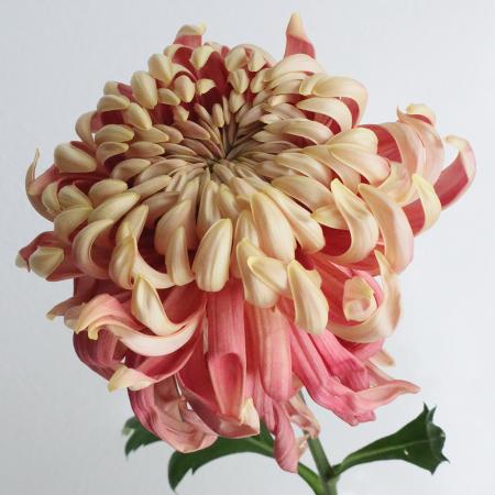 【生花】デコラマム マノアサーモン ■届日限定：12/20-30：JFDお正月[10本]