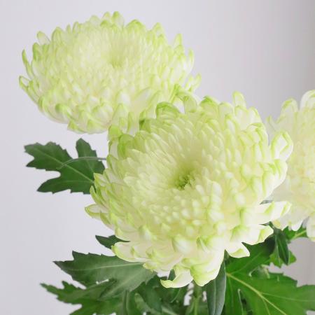 【生花】デコラマム ゼンブラライム ■届日限定：12/20-30：JFDお正月[10本]