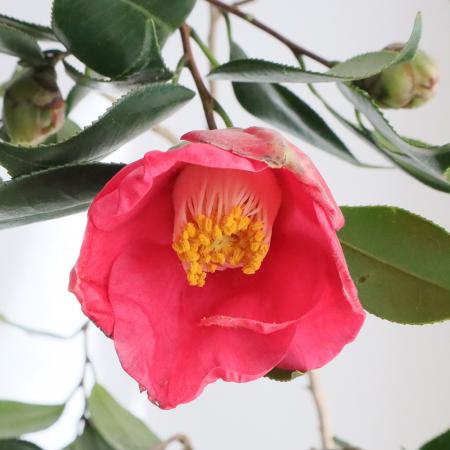 【生花】赤椿（ヤブツバキなど）80〜100cm程度【IT-29】※届日限定：12/23以降[5本]