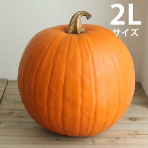 【生花/予約】かぼちゃ 大玉系オレンジ（オータムオレンジなど）2L　シールつき[1個]※届日限定：9/5以降