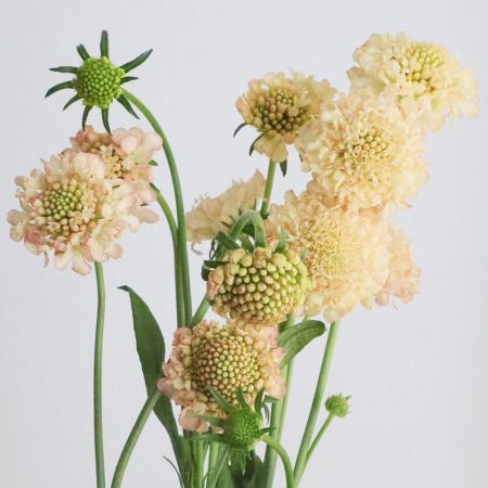 【生花】NODAフラワーのスカビオサ：アプリコット40cm【早締切-17】[10本]※届日限定：予約1週間前