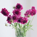 【生花】NODAフラワーのスカビオサ：アンダルシア（濃い紫）【早締切-17】（40cm～）[10本]※届日限定：予約7日前