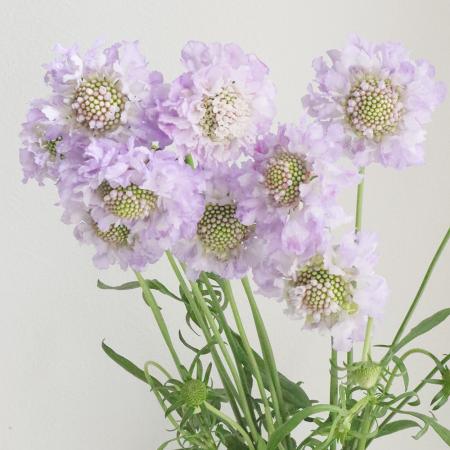 【生花】NODAフラワーのスカビオサ：シルバー（淡紫）：40cm程度【早締切-17】[10本]※届日限定：予約1..