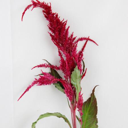 【生花】ケイトウ センチュリーレッド（赤）　60cm-【OT】[10本]のサムネイル