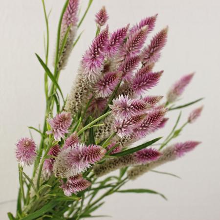 【生花】セロシア　ホルンorシャロン（淡ピンクー白系）50cm程度【FJ】[5本]のサムネイル