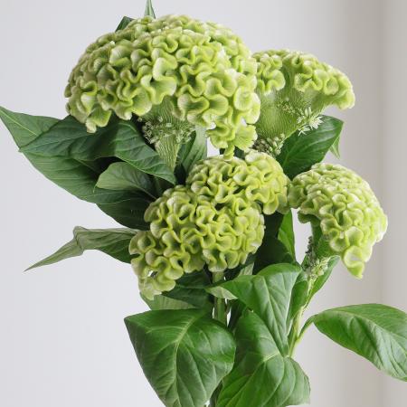 【生花】明日香園のケイトウ　グリーン系 【早締切-74】[10本]※届日限定：予約1週間前