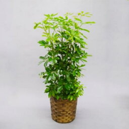 【送料無料】【生花/直送】観葉植物 カポック 8号鉢　※北海道は送料加算あり※届日限定：予約10日前【AG】[1鉢]