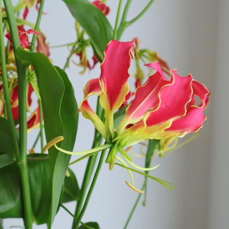 【生花】グロリオサ〔赤〕秀2L　【OT】[5本]