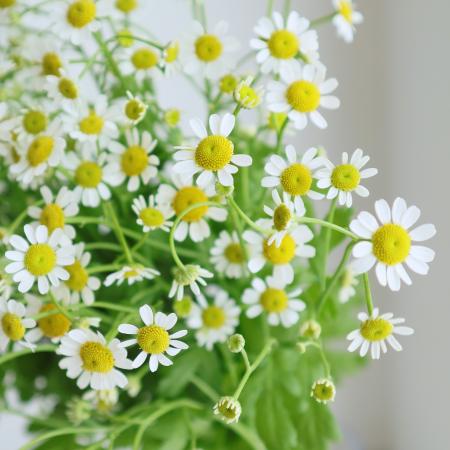 【生花】マトリカリア　シングルペグモ（白芯黄）千葉県　60cm程度[10本]