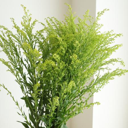 【生花】ソリダコ（黄）L【IT-36】[5本]