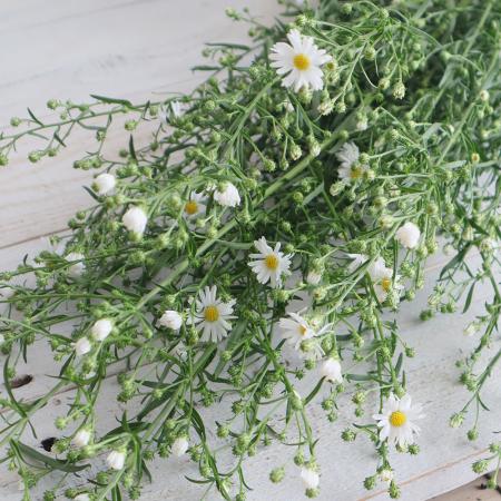 【生花】クジャク草（白）70cm-【OR-5】埼玉県ほか[10本]