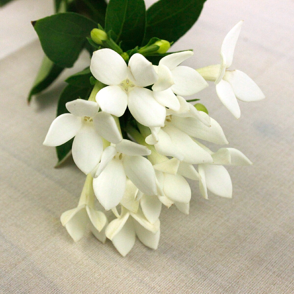 【生花】ブバリア ホワイトシュープリーム(白)...の紹介画像2
