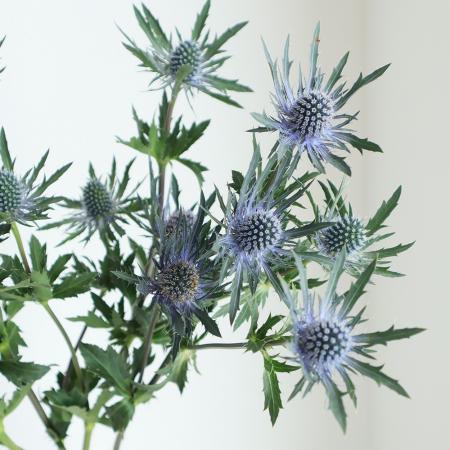 【生花】エリンジューム　オリオンorスーパーノヴァなど 【OT】[5本]のサムネイル