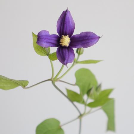 【生花】クレマチス 　デュランディ　 F.U.Kagawa　40センチ程度　【OT】[10本]※届日限定：8/15まで