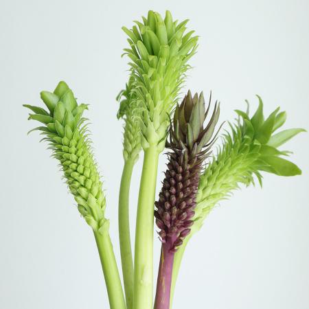 【生花】パイナップルリリー（ユーコミス）千葉県ほか【OT】50cm程度[5本]※届日限定：7/20までのサムネイル