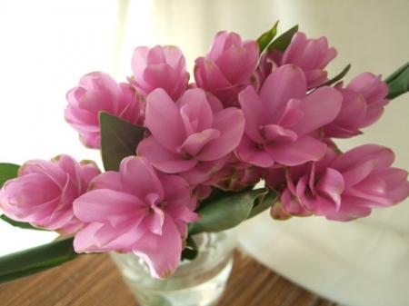 【生花】糸島クルクマ　ロレーナピンク（ピンク中輪系）50センチ程度【FJ】[5本]