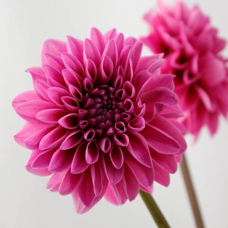 【生花】ダリア ピンク系おまかせ（ミッチャンなど）50cm-【OT】※入荷少[5本]