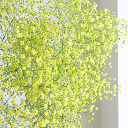 【生花】染めカスミ草　若葉（黄緑） （国産・60cm）【早締切-75】[10本]※届日限定：予約1週間前