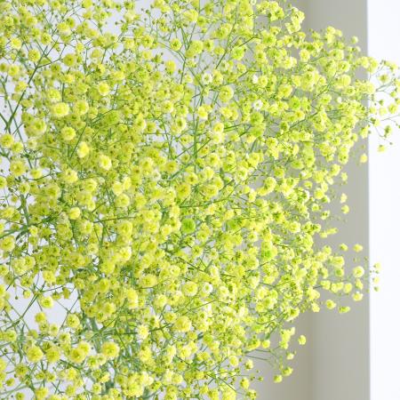 【生花】染めカスミ草　若葉（黄緑） （国産・60cm）【早締切-75】[10本]※届日限定：予約7日前