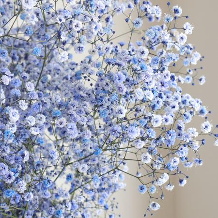 【生花】染めカスミ草　紫苑（紫） （国産・60cm）【早締切-75】[10本]※届日限定：予約1週間前