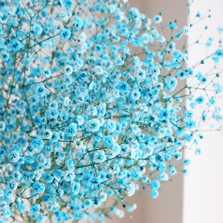 【生花】染めカスミ草　空（水色） （国産・60cm）【早締切-75】[10本]※届日限定：予約1週間前