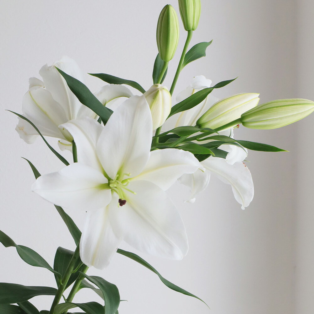 【生花】オリエンタルユリ（白）　80CM　4-5輪つき　シグナムなど　FFヒライデ【OT】[5本]