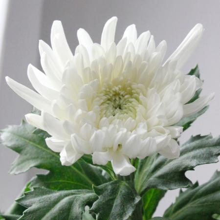 【生花】白菊 Lサイズ〜　【OR-5】[5本]