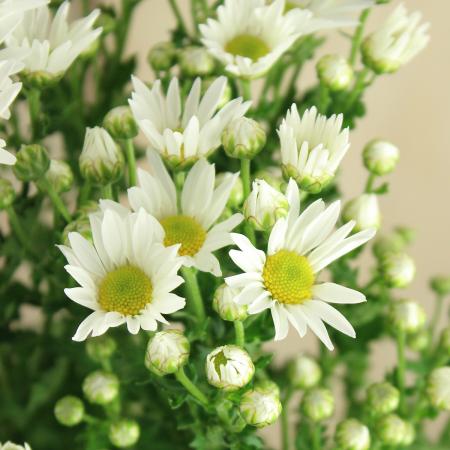 【生花】小菊（白） 【OR-5】[5本]