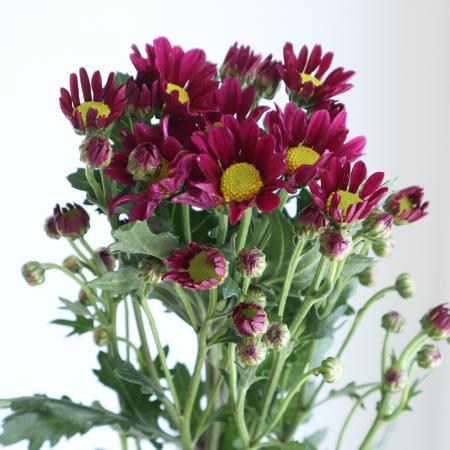 【生花】小菊〔赤〕【OR-5】[5本]