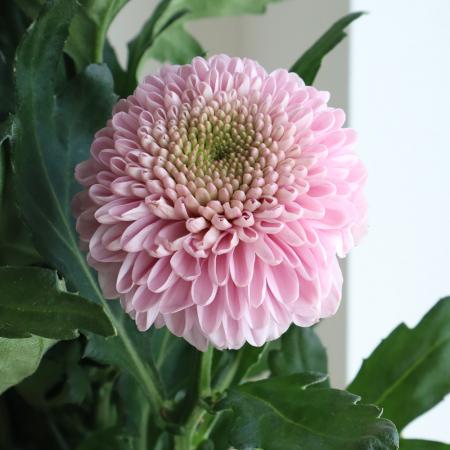 【生花】ピンポンマム〔ピンク系〕：JFDマム　シャボン、ブルノなど【FJ】[5本]