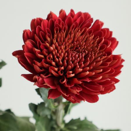 【生花】デコラマム （赤）マグナ、ロッサなど：JFDマム【FJ】[5本]※届日限定：予約1週間前