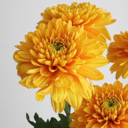 【生花】デコラマム ウィレムオレンジ（橙）：JFDマム【FJ】[10本]