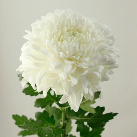 【生花】デコラマム サイレント（白）：JFDマム【FJ】[10本]※届日限定：8/15まで