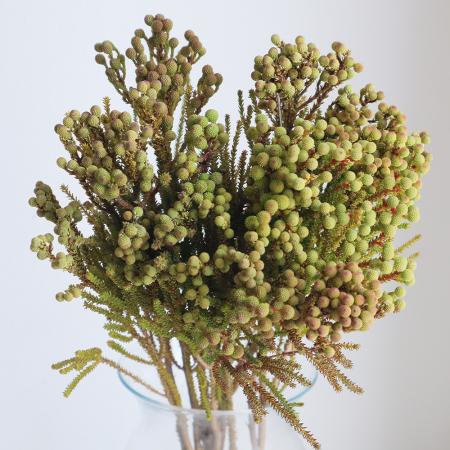 【生花】バーゼリア　ラヌギノーサ（束単位）束約10本【OTOT】[1束]