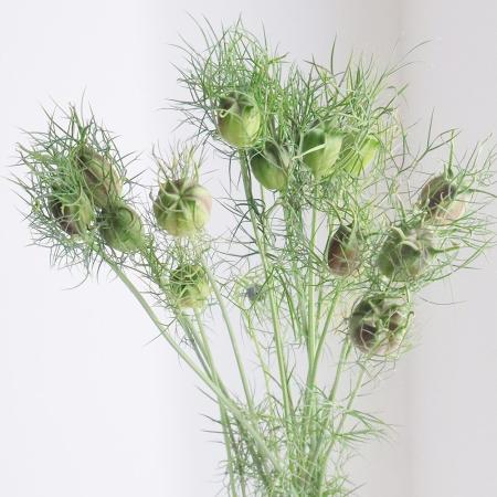 【生花】ニゲラの実　 40cm-【OT】JA筑後ほか[5本]