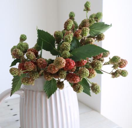 【生花】ブラックベリー20cm-　【OT】※実色時期により異なる[5本]