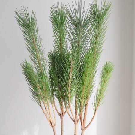 【生花/予約】◇若松　2等　※届日限定：12/9以降[10本]