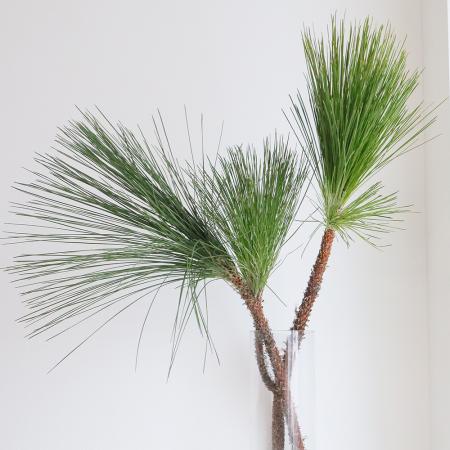 【生花/予約】◇大王松 100cm程度（1～2芽）※届日限定：12/9以降[5本]