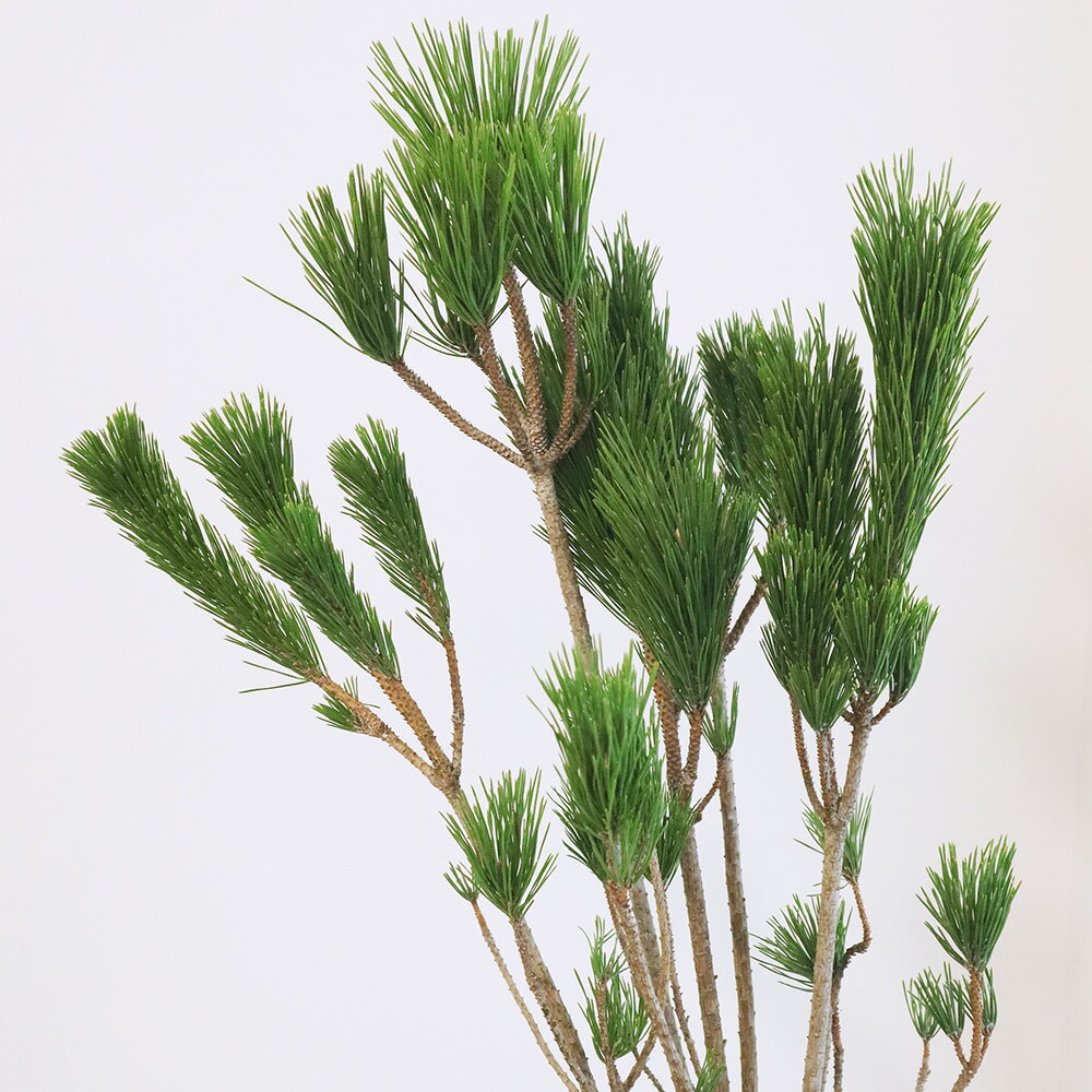 【生花/予約】◇根引松 中サイズ ※届日限定：12/9以降[5本]